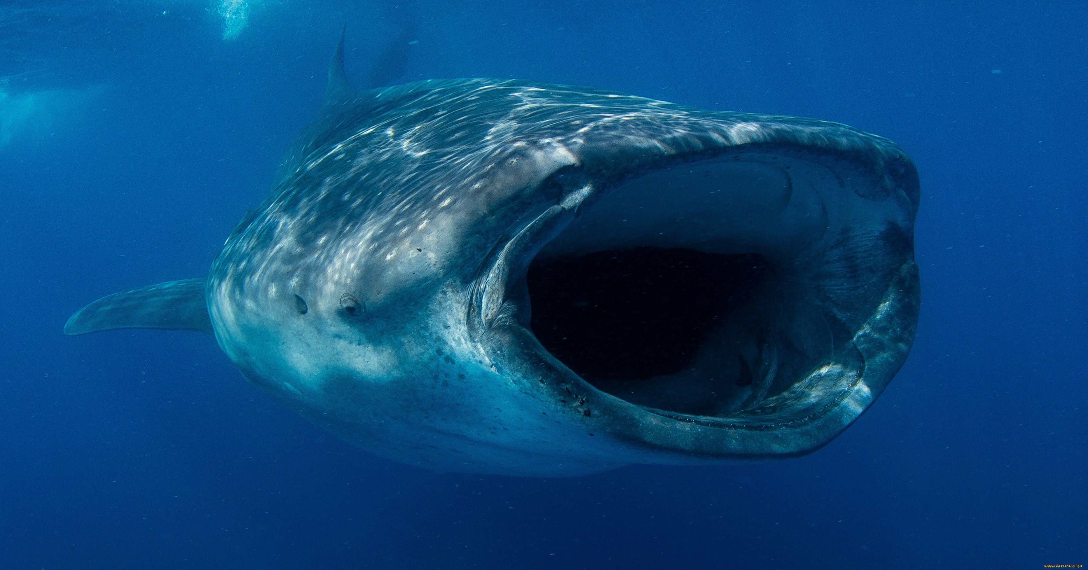 shark, , , , , , 